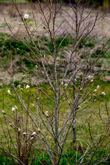 Magnolia bush in the spring, Latvia.