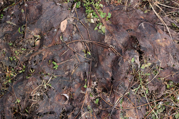 Grass ground earth soil wet leaves winter surface texture