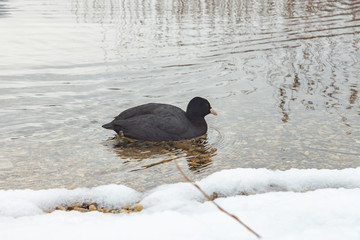 The Fulica atra, known as Eurasian coot, swimming in the pure water of Levico lake in Trentino, Italy on a winter day.