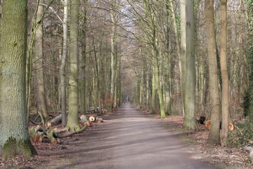 natural alley