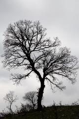 Obraz na płótnie Canvas silhouette of a tree against blue sky