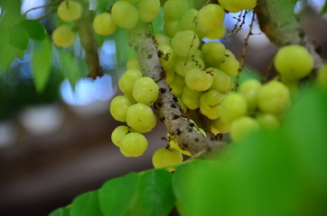 Gooseberry leaves are full of fruits, Thai fruits. Very sour