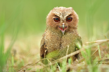 Singing Little Owl