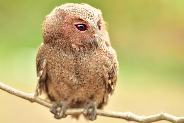 Owlet Sunbathing