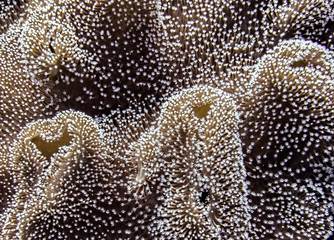 Tiny delicate flower shapes on leather coral close up underwater
