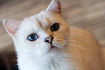 cat on a black background