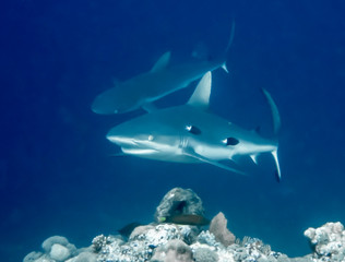 Fototapeta premium Gray Reef Shark Close up in Blue Ocean