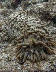 Naklejka na ściany i meble Close Up Odd Pineapple Sea Cucumber Underwater with Pointy Spines