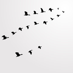 Silhouette flocks of birds, flying birds. Flying duck
