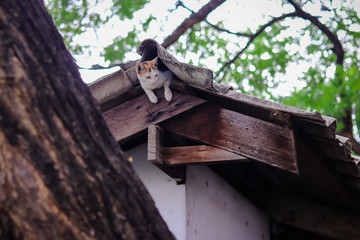cat in roof