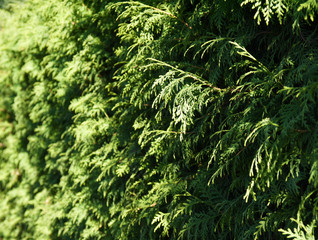 Green fence from thuja.