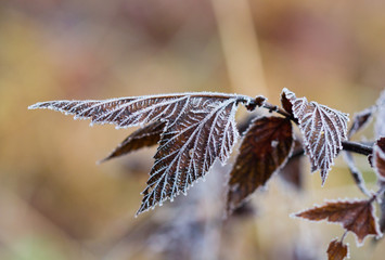Frozen brown plants in winter with the hoar-frost in the early morning light