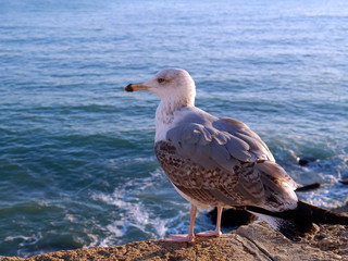 Seagull in the bay of cádiz, andalusia. Spain. Europe