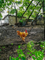 Rural hen house made with wire plates
