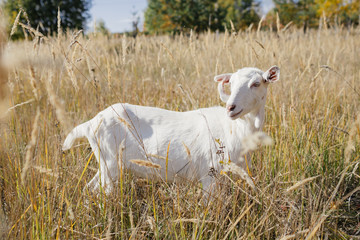 white goat grazing in a field in a sunny day
