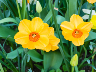 Orange Narzissen Frühling