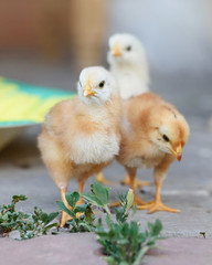 Beautiful and adorable chickens on floor for concept design and decoration.