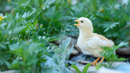 Beautiful little white chicken in the meadow