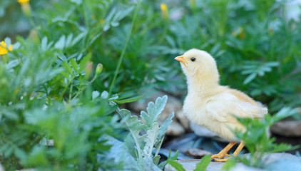 Beautiful little white chicken in the meadow