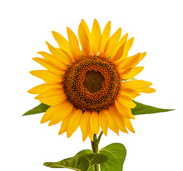 Sunflower, isolated on the white. Yellow seed oil flower