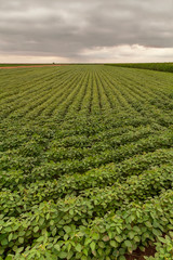 Fototapeta na wymiar Agricultural soy plantation. Green growing soybeans plant. Image