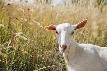 Obraz premium white goat grazing in a field