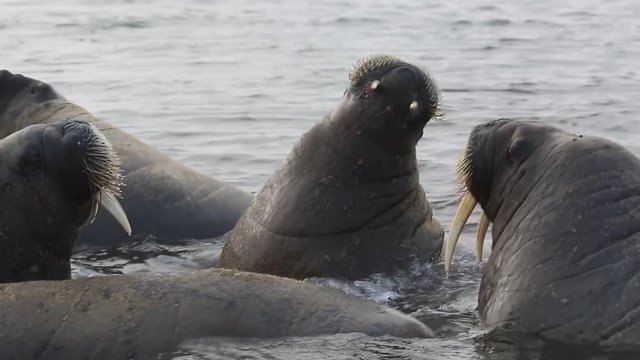 Walrus (Odobenus rosmarus), medium shot of group in shallows with some fighting territorial behaviour, Antarctica