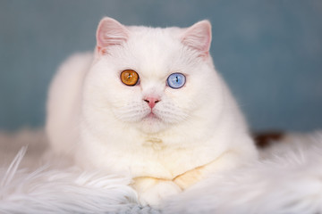 Britisch Kurzhaar Kater Odd eyed sehr selten