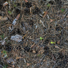 Background made of needles and cones