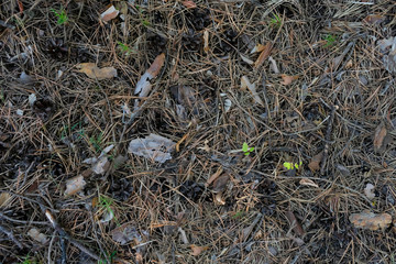 Background made of needles and cones