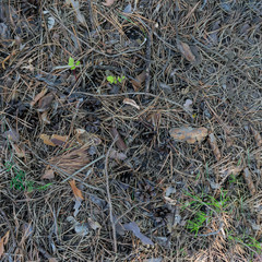 Background made of needles and cones