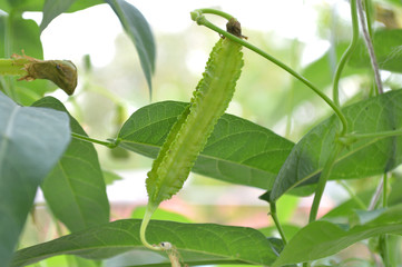 Winged bean pod, Psophocarpus sp., Central of Thailand