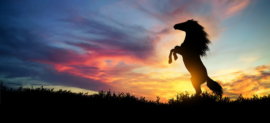 rearing horse at sunset