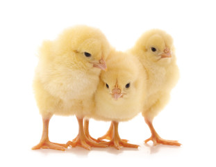 Obraz premium Three small chickens.