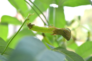 Winged bean pod, Psophocarpus sp., Central of Thailand