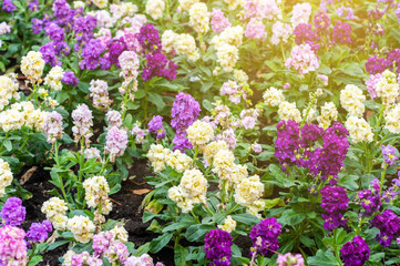 Beautiful purple and white flowers for background with sun light in morning
