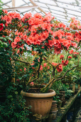 Fototapeta na wymiar big bush blooming azaleas in pot in greenhouse