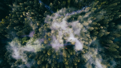 aerial view of forest landscape