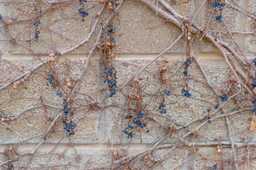 A fence made of cinder block. Grapes curl on a brick fence. Dry stems and fruits of grapes. Dry...