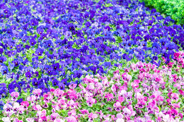 Naklejka premium Field of colorful flowers use for background, beautiful various species flowers.