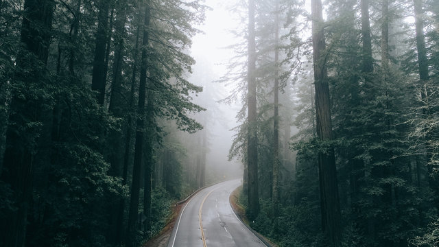 Fototapeta forest in fog