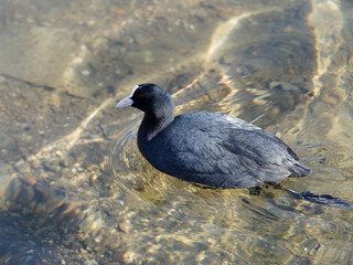 Fulica atra - Gros plan d'une foulque macroule sur l'eau