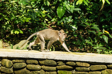 Floresta dos Macacos      Bali