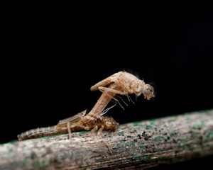 Libelle Dragonfly Metamorphosis metamorphose Larve 026