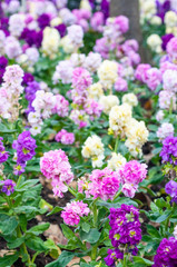 Beautiful purple and white flowers for background with sun light in morning