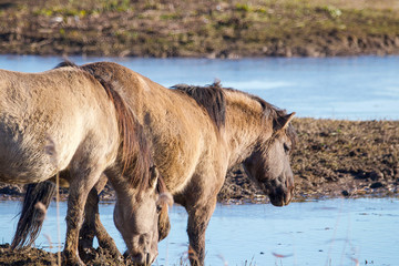 Two wild Konik ponies grazing on marshlands