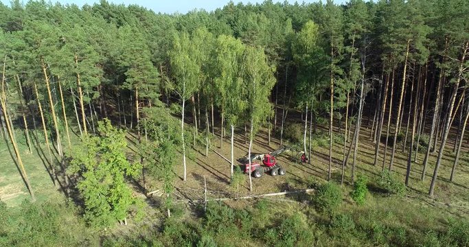 The forestry industry. Pine Forest Harvesting Machine. Logging Equipment. The harvester lumberjack working in a forest. Forest Wheeled Harvesters. A cut-to-length (CTL) forest harvester. 