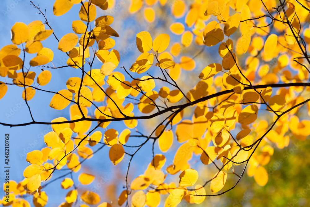 Wall mural fall in the park. autumn tree branch with small yellow leaves. shallow depth of field