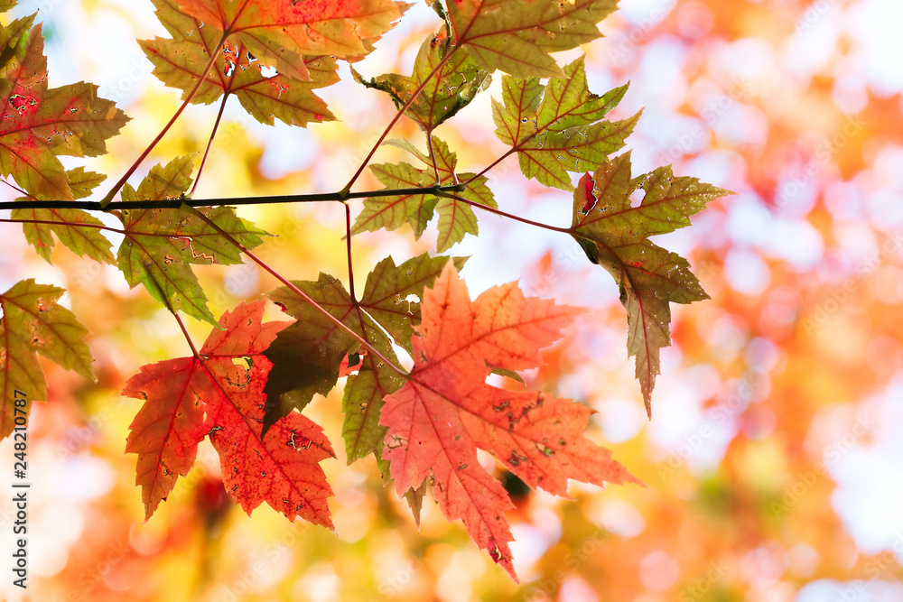 Canvas Prints autumn park nature background with maple leaves. close-up red maple tree branch with red green folia