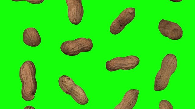 Realistic render of falling peanut pods on green background. The video is seamlessly looping, and the objects are 3D scanned from real peanuts.